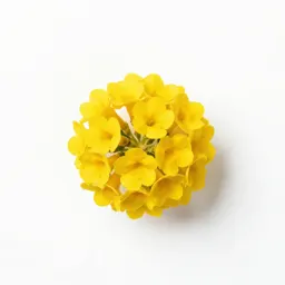 Yellow sand verbena