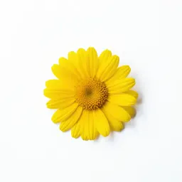 Yellow spiny daisy