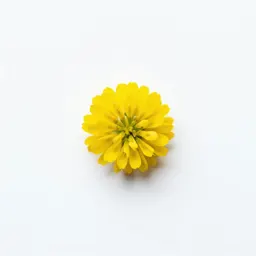 Yellow sweet clover