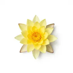 Yellow water lily