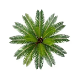 Zamia