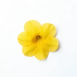 Allamanda