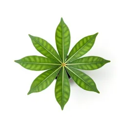 Alocasia