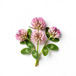 Alpine clover