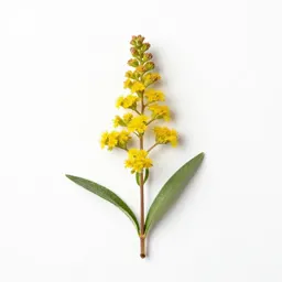Alpine goldenrod