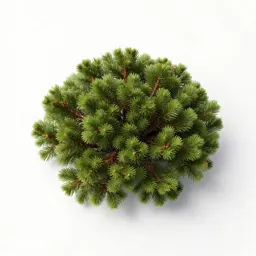 Alpine totara