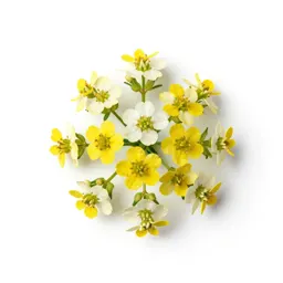 Alyssum