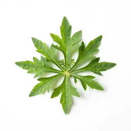 Angelica