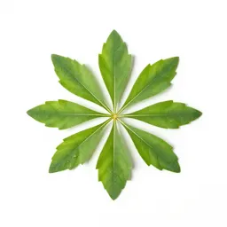 Angiosperm