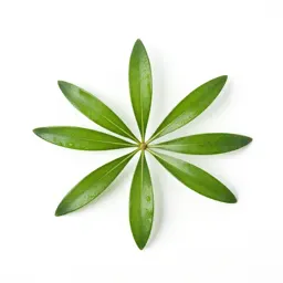 Aralia
