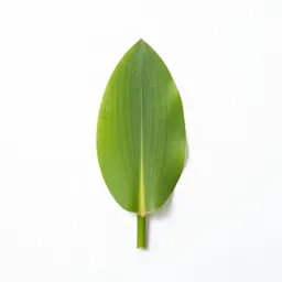 Arrow arum