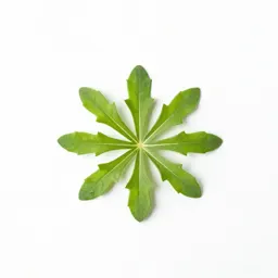 Arrowleaf groundsel