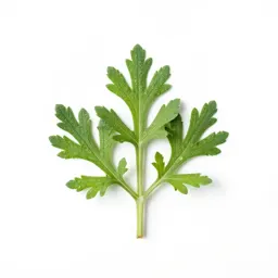 Artemisia