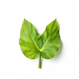 Arum