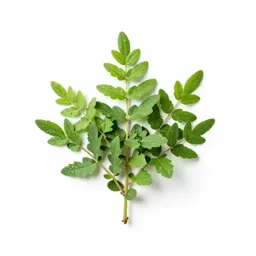 Asarabacca