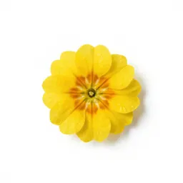Auricula