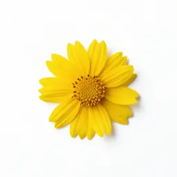 Autumn sneezeweed