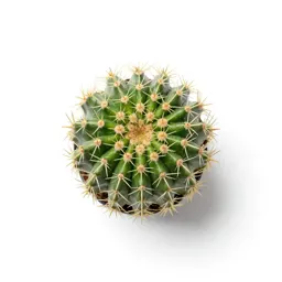 Echinocactus
