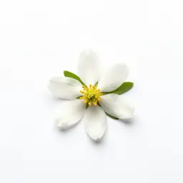 Edelweiss