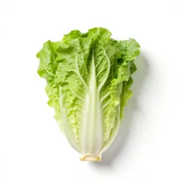Endive