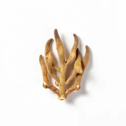 Ephedra