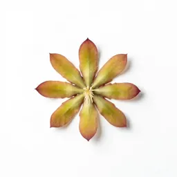 Epiphyllum