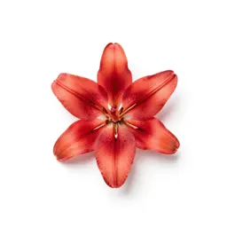 Impala lily