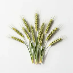 Intermediate wheatgrass