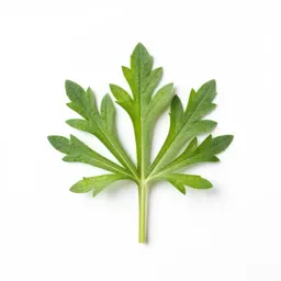 Inula