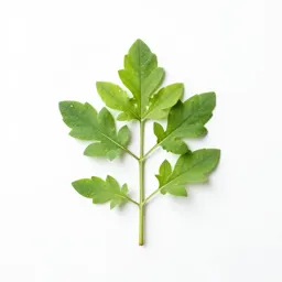 Ironweed