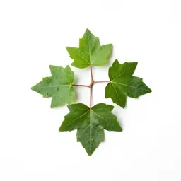 Ivy