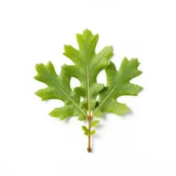 Oak-leaved goosefoot