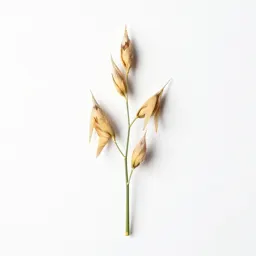 Oat