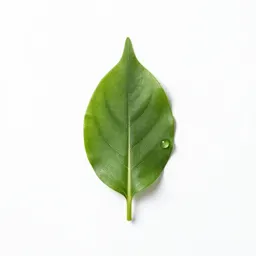 Orach