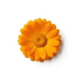 Orange daisy