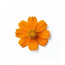 Orange sneezeweed