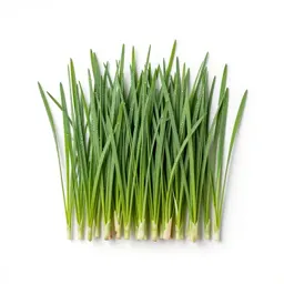 Orchard grass