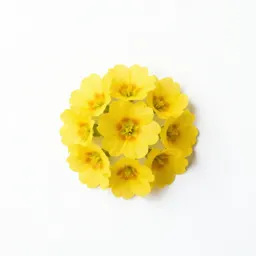 Oxlip