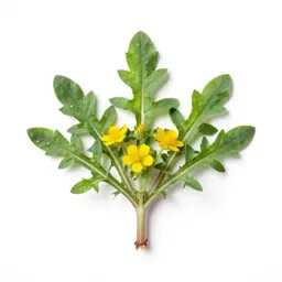 Oxtongue