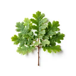 Basket oak