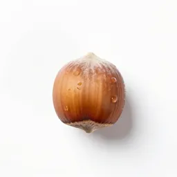Beaked hazelnut