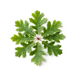 Bear oak