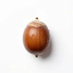 Big shellbark