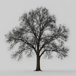 Black ash