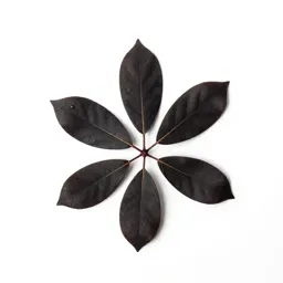 Black beech