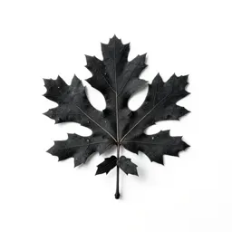 Black oak