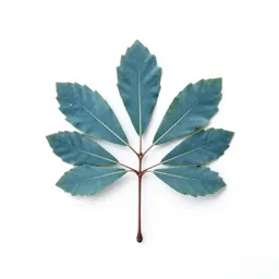 Blue ash