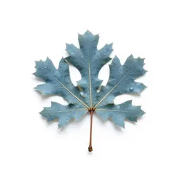 Bluejack oak