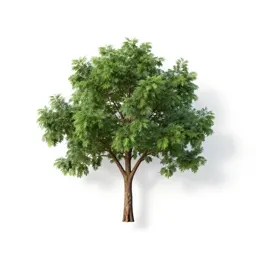Brazilian ironwood