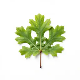Bur oak